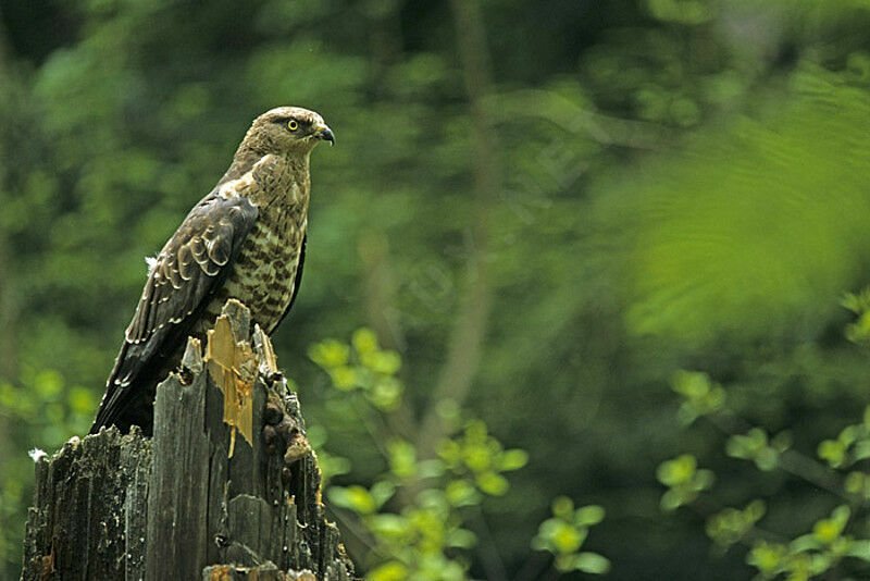 European Honey Buzzard