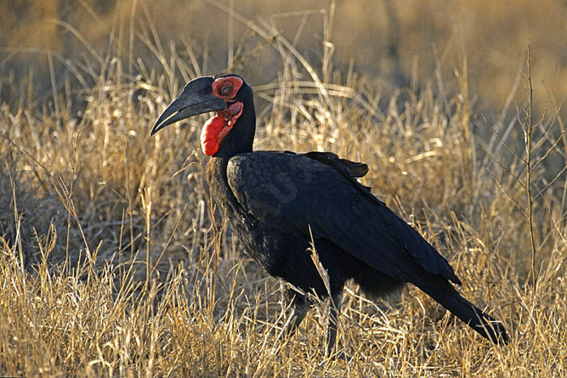 Southern Ground Hornbill