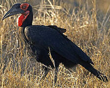 Southern Ground Hornbill