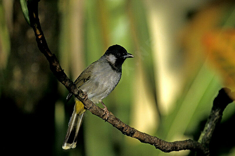 Bulbul à oreillons blancs