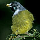 Bulbul à semi-collier