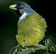 Collared Finchbill