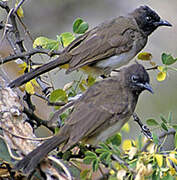 Dark-capped Bulbul