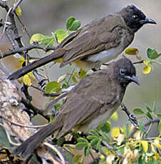 Bulbul tricolore