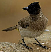 Dark-capped Bulbul