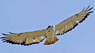 Augur Buzzard