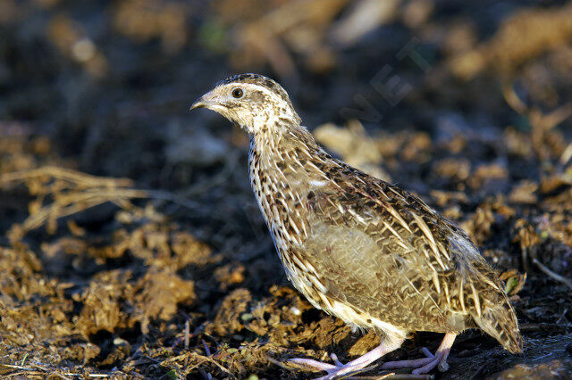 Common Quail