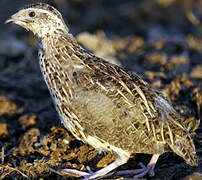 Common Quail