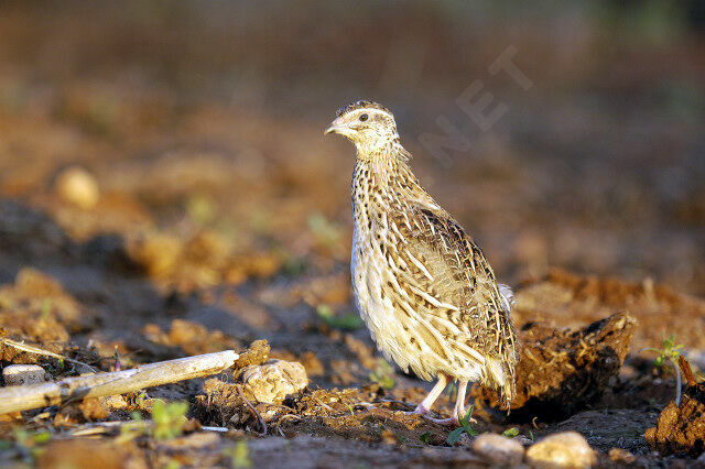 Common Quail