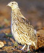 Common Quail