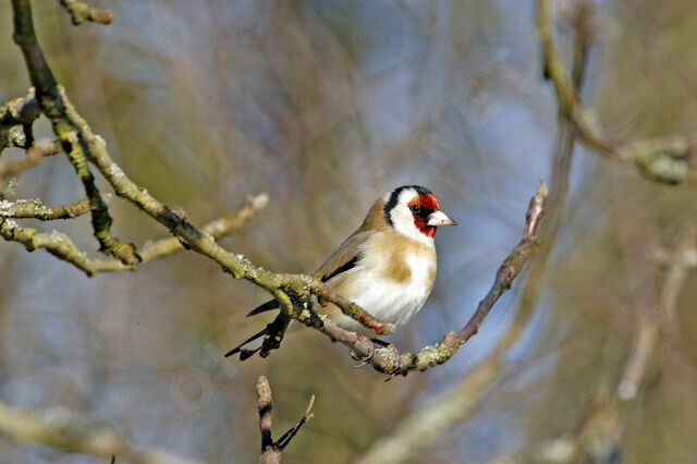 European Goldfinch