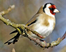 European Goldfinch