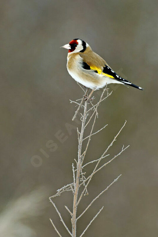European Goldfinch male adult