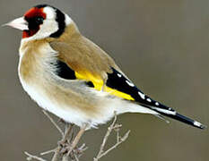 European Goldfinch