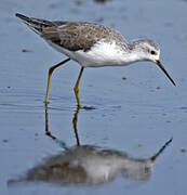 Marsh Sandpiper