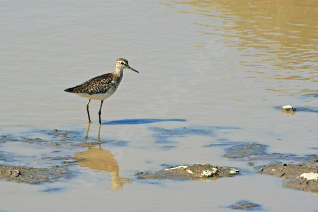 Wood Sandpiper