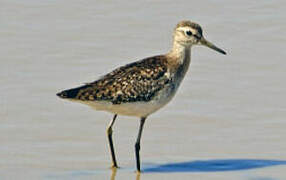 Wood Sandpiper