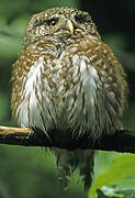 Eurasian Pygmy Owl