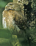 Eurasian Pygmy Owl