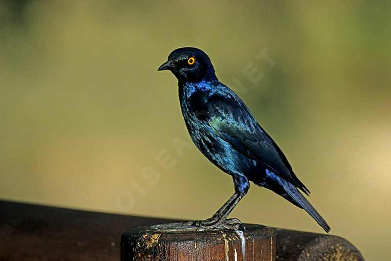 Cape Starling