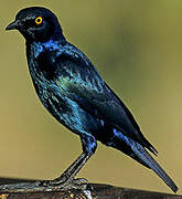 Cape Starling