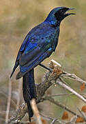 Burchell's Starling