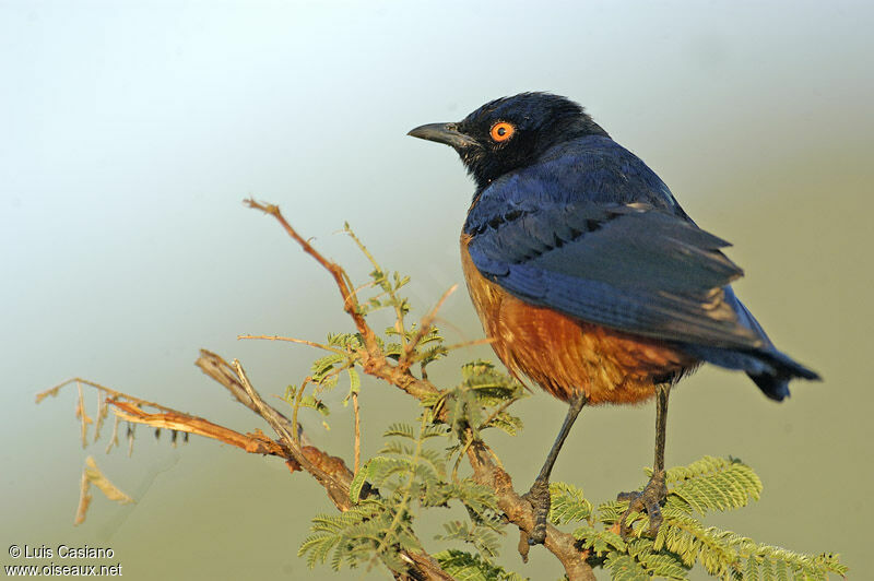 Hildebrandt's Starling