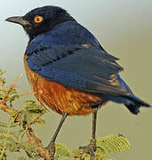 Hildebrandt's Starling