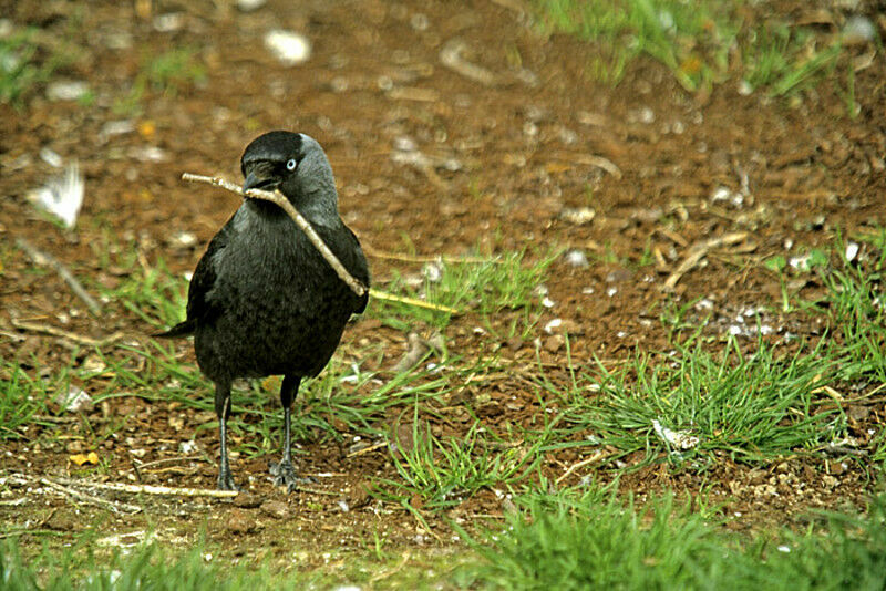 Western Jackdaw