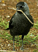 Western Jackdaw