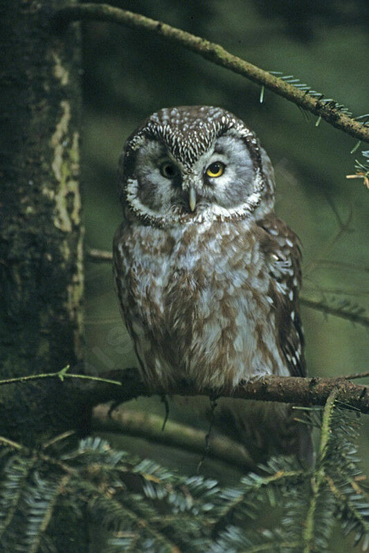 Boreal Owl