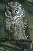 Boreal Owl