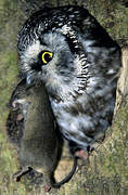 Boreal Owl