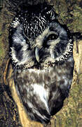 Boreal Owl