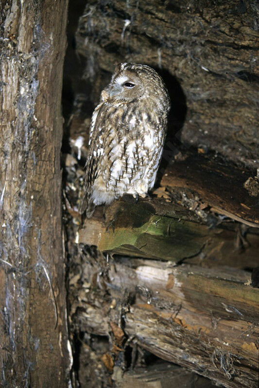 Tawny Owl