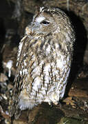 Tawny Owl