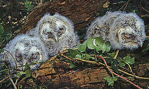 Tawny Owl