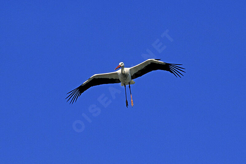 Cigogne blanche