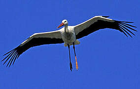 Cigogne blanche