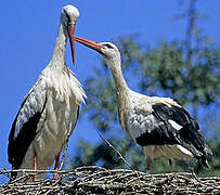 Cigogne blanche