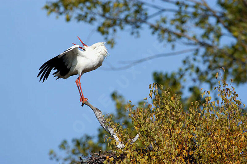 White Stork