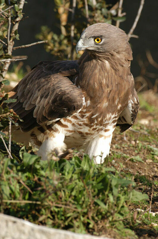 Short-toed Snake Eagle