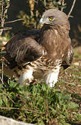 Short-toed Snake Eagle