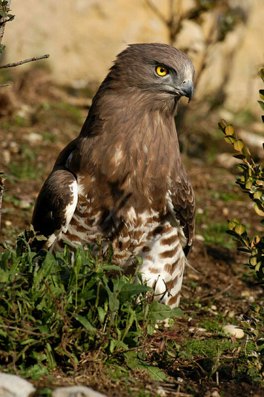 Short-toed Snake Eagle