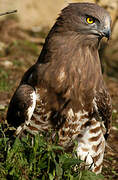 Short-toed Snake Eagle