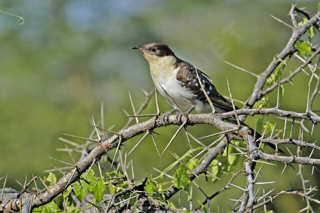 Great Spotted Cuckooimmature