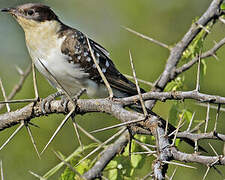 Great Spotted Cuckoo