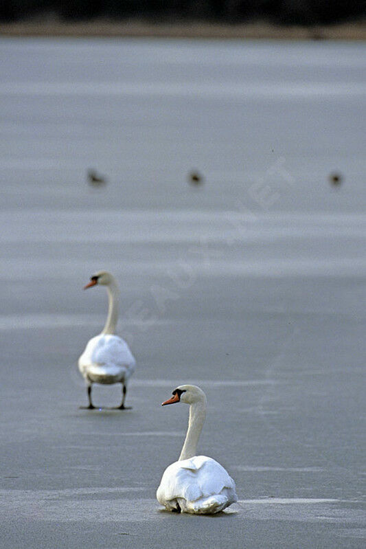 Cygne tuberculé