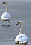 Cygne tuberculé