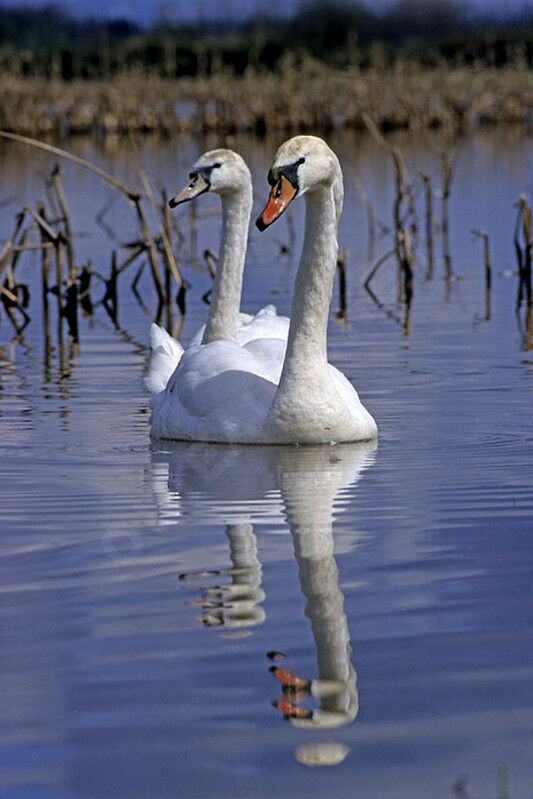 Cygne tuberculé